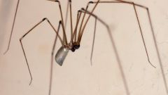 Ways to get rid of spiders in the apartment