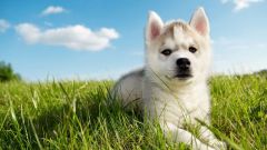 How to choose a puppy husky with the purchase