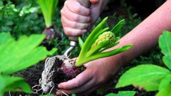 Как правильно выбрать грунт для посадки растений