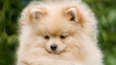 How to care for a puppy Pomeranian