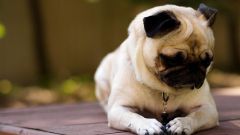How to care for a pug puppy