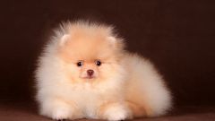 How to choose a good puppy Spitz
