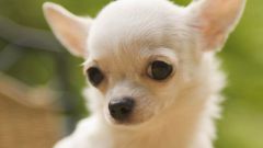 What are the characteristics of the breed Chihuahua-mini