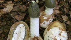 Лечебные свойства гриба-веселки