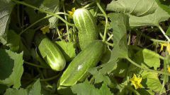How to grow cucumbers in the garden 