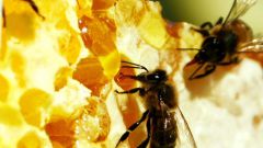 Пчелиные соты: вкусно и полезно