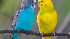 Как выбрать и купить волнистого попугайчика 