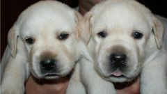 How to choose a puppy Labrador Retriever 