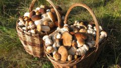 Как правильно собирать грибы в лесу