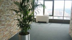 Как выбрать неприхотливое растение в офис