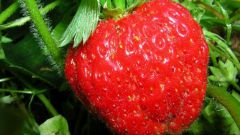 How to grow strawberries gigantella the