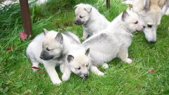 How to determine the purity of the breed of the puppy huskies