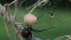 Как пауки плетут паутину