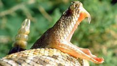 Как определить, ядовитая змея или нет