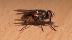 Почему мухи потирают лапкой о лапку