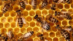 Чем оса отличается от пчелы