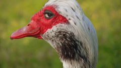 How to distinguish the male from the female Muscovy ducks
