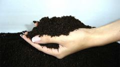 How to improve soil quality on the site