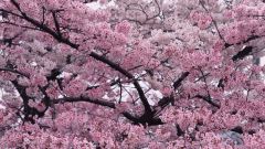 What do dreams about flowering trees
