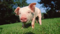 Why pig organs survive in humans