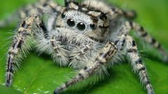 Как узнать ядовитого паука