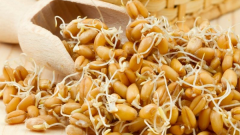 Блюда с пророщенной пшеницей: что приготовить на обед