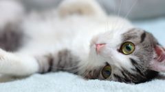 How to treat colitis in cats