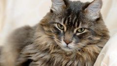 Что делать, если у кошки пироплазмоз
