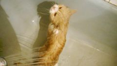 Как помыть взрослую кошку