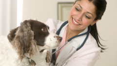 Как лечить энтерит у собаки