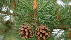 The use of pine cones in folk medicine