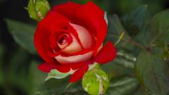 Почему роза — символ Англии