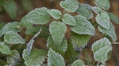 Why nettle stings
