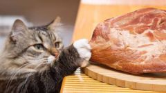 Можно ли кошкам есть человеческую пищу