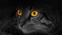 Чем кошачье зрение отличается от человеческого