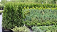 Как  ухаживать за вечнозелеными деревьями