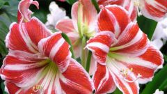 How to care for a Lily tree