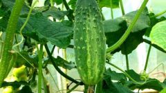 How to grow cucumbers without a greenhouse