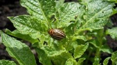 How to protect potatoes from the Colorado potato beetle