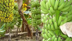 Как растет банан