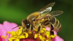 Как избавиться от аллергии на пчел