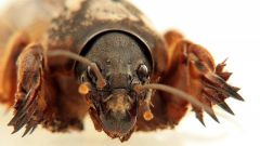 Deduce the mole cricket from the garden