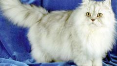 Персидские кошки: некоторые особенности