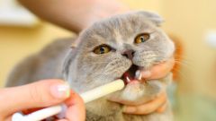 Как вывести глистов у кошки