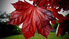 Почему листья меняют цвет