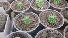 Как вырастить кактус