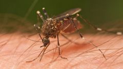 Как снять раздражение от укуса насекомого