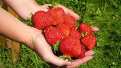How to choose strawberry seeds