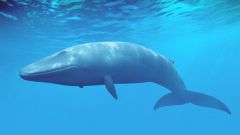 Где обитают голубые киты