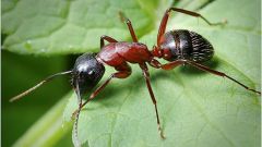 How to bring ants in the garden